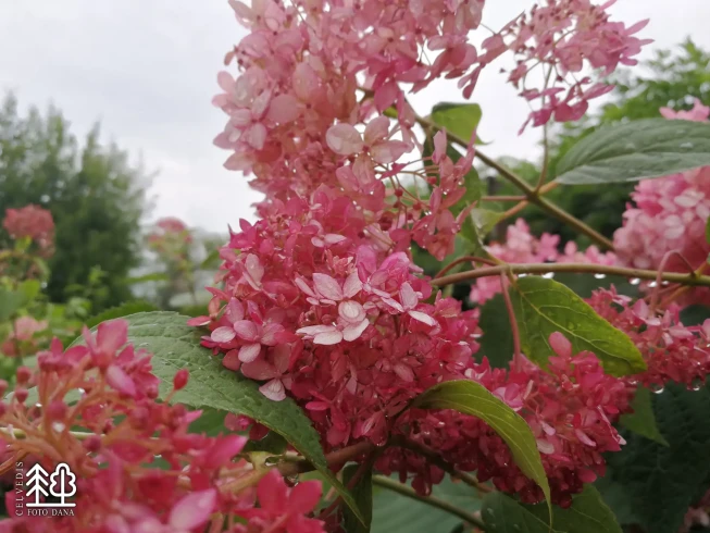 Hydrangea arborescens   INVINCIBELLE SPIRIT = 'Ncha 1'